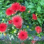 Διαμέρισμα U Milosza