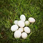 U Milosza Διαμέρισμα