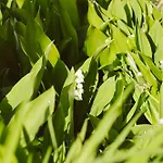 Διαμέρισμα U Milosza *