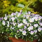 Διαμέρισμα U Milosza Gorowo-Trzeski