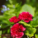 Διαμέρισμα U Milosza *