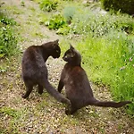 Διαμέρισμα U Milosza Gorowo-Trzeski