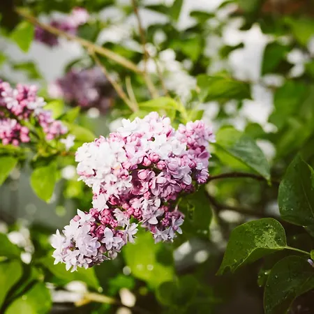 U Milosza Apartment Gorowo-Trzeski