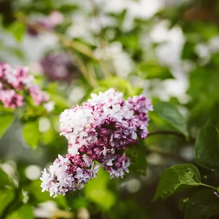 U Milosza Apartment Gorowo-Trzeski