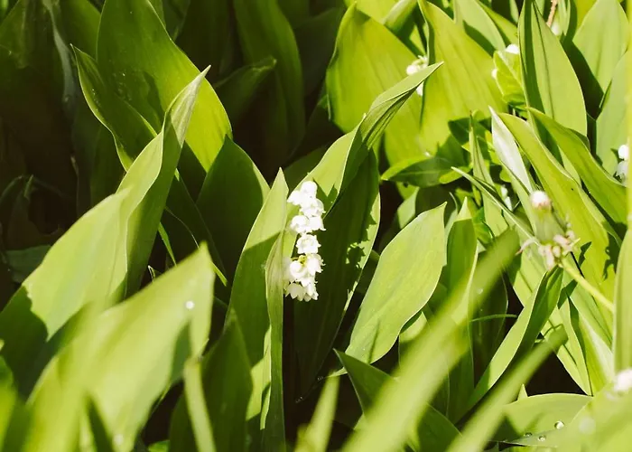 Apartment U Milosza *