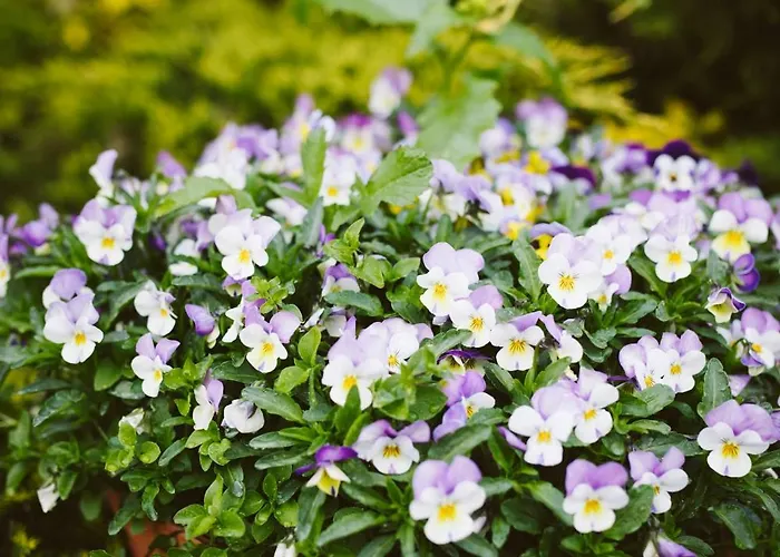 Apartment U Milosza Gorowo-Trzeski