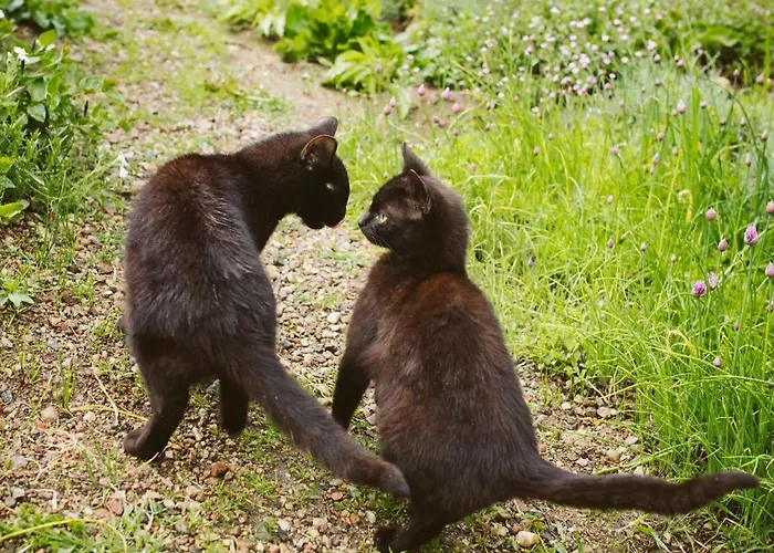 Apartment U Milosza Gorowo-Trzeski