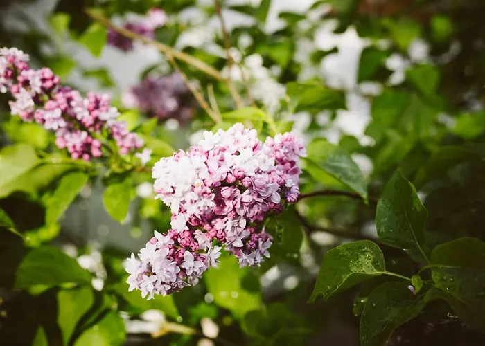 U Milosza Apartment Gorowo-Trzeski