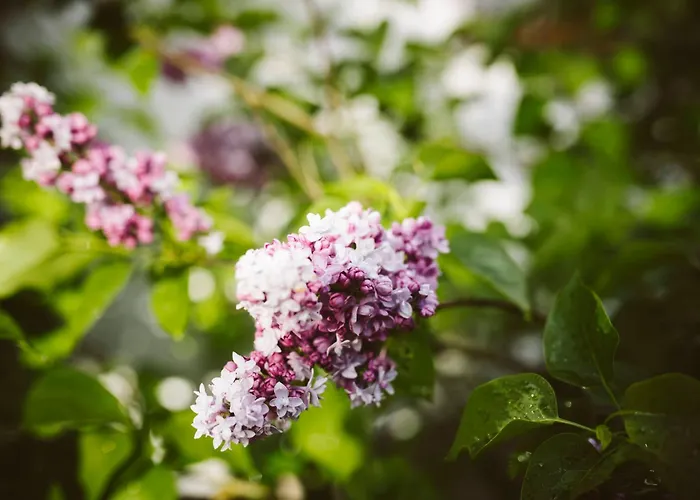 U Milosza Apartment Gorowo-Trzeski